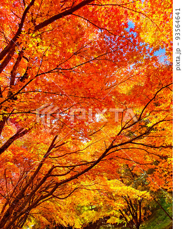 箕輪町・もみじ湖の紅葉 93564641