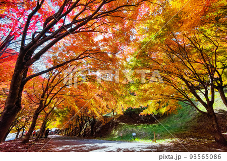 箕輪町・もみじ湖の紅葉 箕輪町・もみじ湖の紅葉 93565086