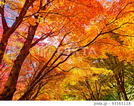 箕輪町・もみじ湖の紅葉 93565118