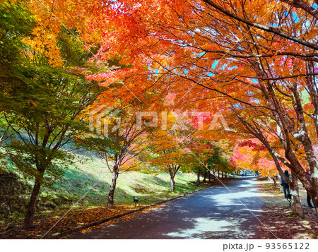 箕輪町・もみじ湖の紅葉 箕輪町・もみじ湖の紅葉 93565122