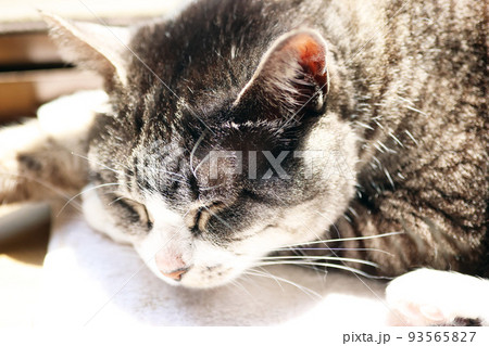 出窓で日差しを浴びて眠るサバトラ猫 93565827