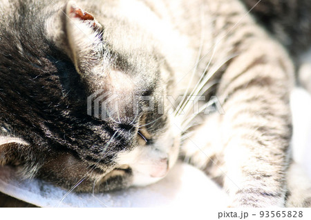 日差しを浴びて眠るサバトラ猫 日差しを浴びて眠るサバトラ猫 93565828
