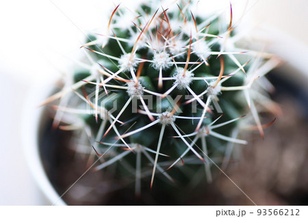 サボテン ハクリュウマルのクローズアップ サボテン ハクリュウマルのクローズアップ 93566212