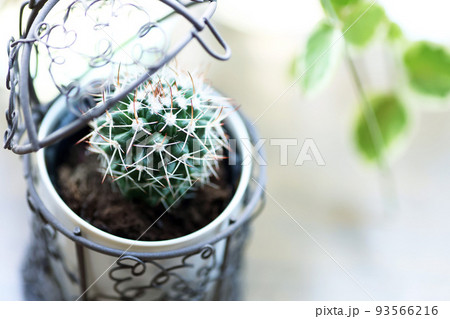 ワイヤーのお洒落な入れ物に可愛いサボテン 93566216