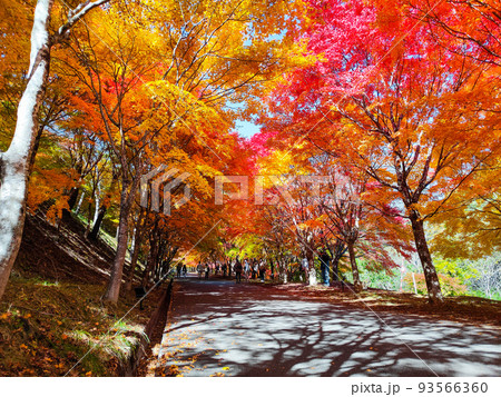 箕輪町・もみじ湖の紅葉 箕輪町・もみじ湖の紅葉 93566360