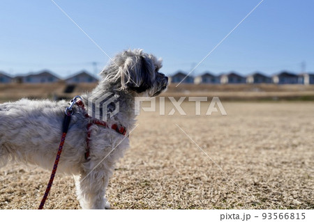 河川敷で何かを見つめる可愛い犬 河川敷で何かを見つめる可愛い犬 93566815