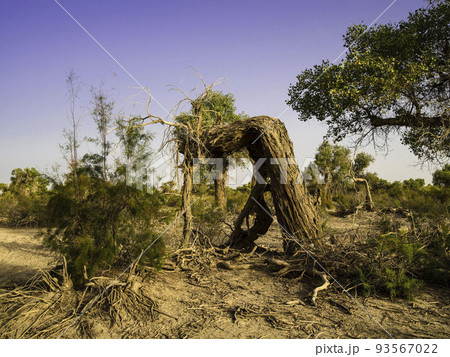 景色 風景 冬 93567022