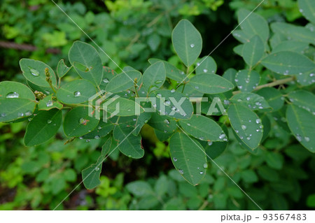 露のついた萩の葉 93567483