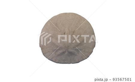Single sand dollar isolated on a white background with a clipping path. High quality photo Single sand dollar isolated on a white background with a clipping path. High quality photo 93567501