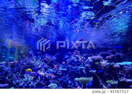 水族館の青い水槽 93567517