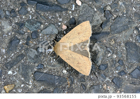 クロシタキヨトウ(岡山県・新見市) クロシタキヨトウ(岡山県・新見市) 93568155