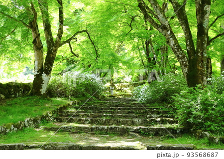 高源寺　新緑の参道 93568687