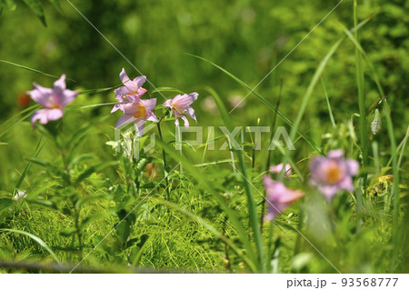 ヒメサユリの花 93568777