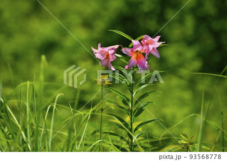 ヒメサユリの花 ヒメサユリの花 93568778