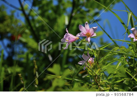 ヒメサユリの花 ヒメサユリの花 93568784
