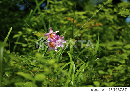 ヒメサユリの花 ヒメサユリの花 93568787