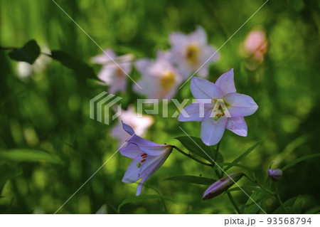 ヒメサユリの花 ヒメサユリの花 93568794