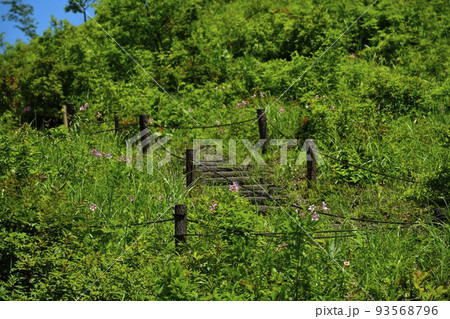 喜多方市熱塩加納町のヒメサユリ群生地 93568796