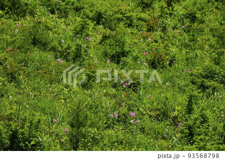 喜多方市熱塩加納町のヒメサユリ群生地 93568798