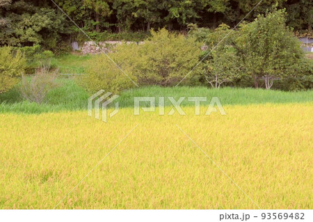 色ずいた稲 93569482