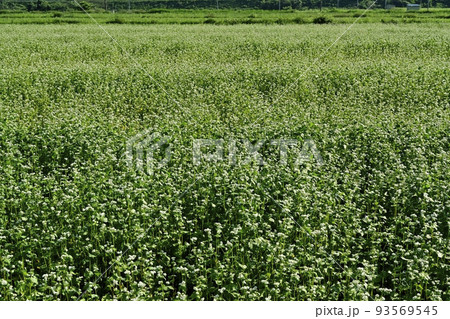 会津喜多方市の花咲くソバ畑 93569545