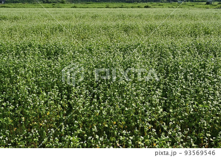 会津喜多方市の花咲くソバ畑 93569546