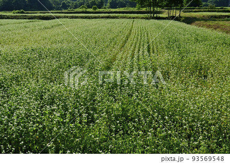 会津喜多方市の花咲くソバ畑 93569548