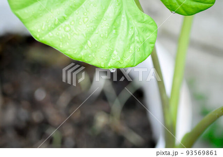 Alocasia, Alocasia macrorrhizos or Alocasia plant and dew drop 93569861