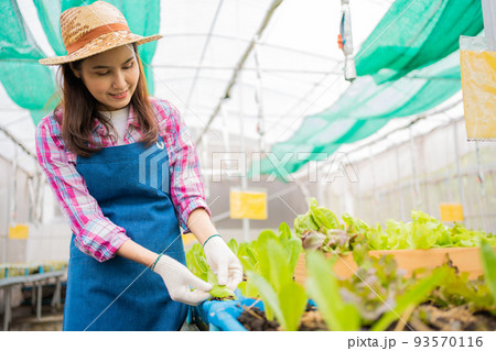 Woman farmer and checking fresh vegetable salad for finding pest in an organic farm in a greenhouse garden, Concept of agriculture organic for health, Vegan food and Small business. 93570116