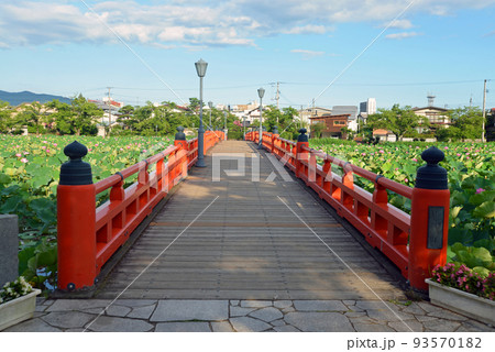 【新潟県上越市】高田城址公園の蓮と外堀の赤い橋 【新潟県上越市】高田城址公園の蓮と外堀の赤い橋 93570182