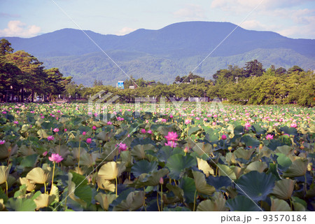 【新潟県上越市】高田城址公園の蓮 【新潟県上越市】高田城址公園の蓮 93570184