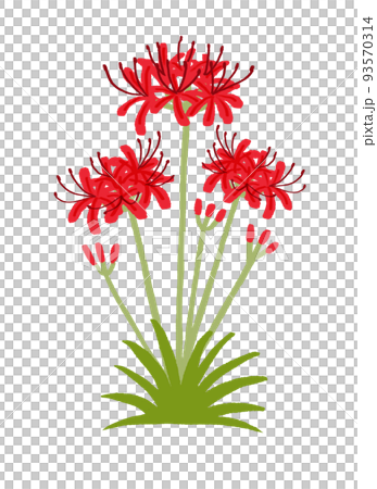 Cluster amaryllis 93570314