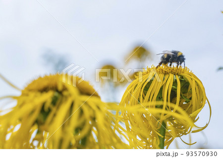 Bee collecting nectar from a beautiful flower 93570930