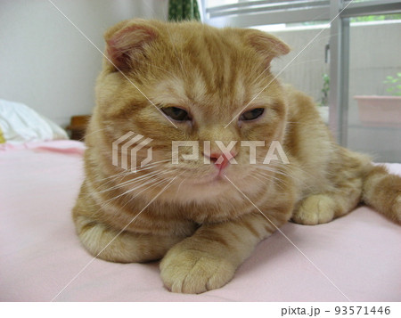 寝そうな猫 寝そうな猫 93571446