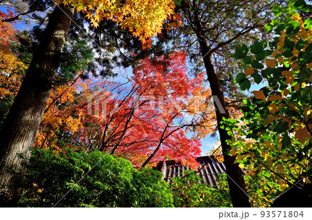 箱根長安寺の紅葉 箱根長安寺の紅葉 93571804