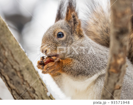 The squirrel with nut sits on tree in the winter or late autumn 93571948