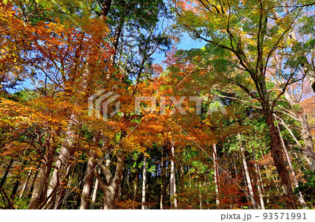 箱根長安寺の紅葉 箱根長安寺の紅葉 93571991
