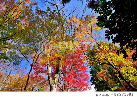 箱根長安寺の紅葉 箱根長安寺の紅葉 93571993