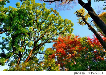 代々木八幡宮境内晩秋の風景 93572091