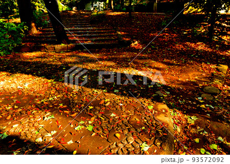 代々木八幡宮境内晩秋の風景 代々木八幡宮境内晩秋の風景 93572092
