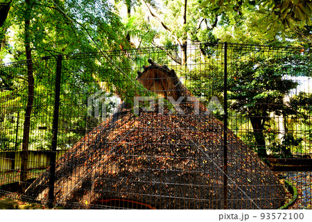 代々木八幡宮境内晩秋の風景 代々木八幡宮境内晩秋の風景 93572100