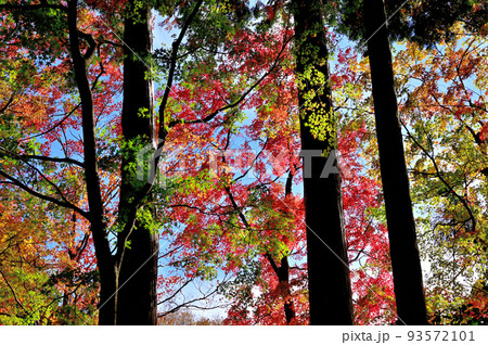 箱根長安寺の紅葉 93572101