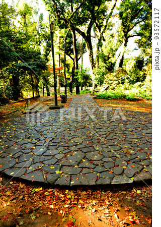 ＜代々木八幡宮境内晩秋の風景 93572117