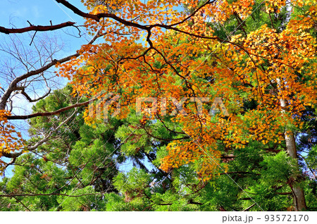 箱根長安寺の紅葉 93572170