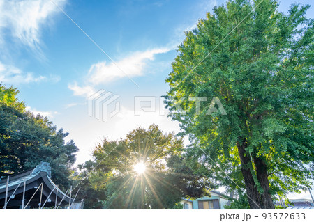 菊田神社　習志野の守護神　御神木　夕陽 93572633
