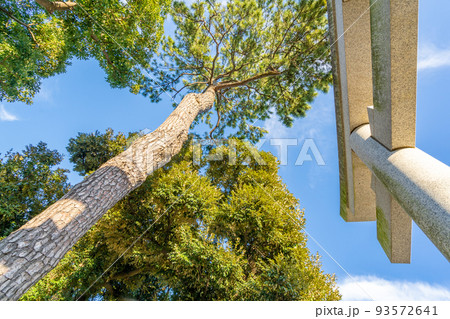 菊田神社 習志野の守護神 鳥居 菊田神社 習志野の守護神 鳥居 93572641