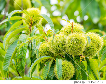 真夏の農の景色　大きくなったまだ青いイガグリ 93573407
