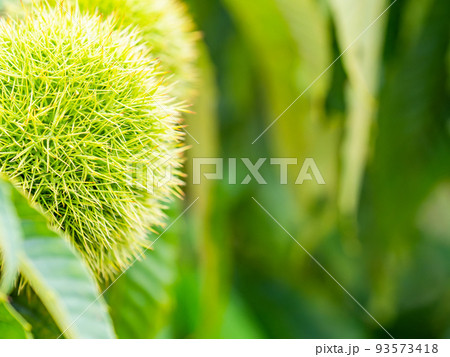 真夏の農の景色　大きくなったまだ青いイガグリ 93573418