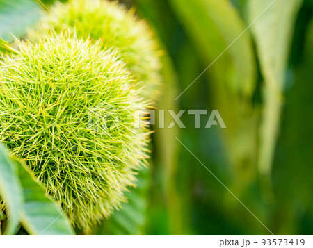 真夏の農の景色 大きくなったまだ青いイガグリ 真夏の農の景色 大きくなったまだ青いイガグリ 93573419