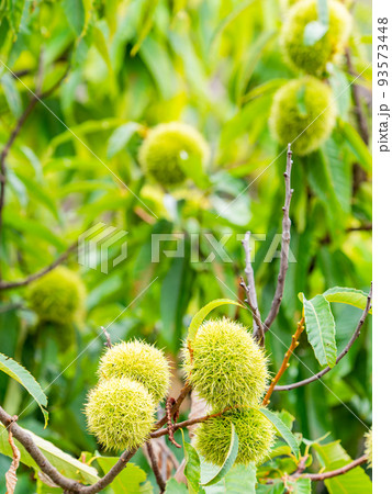 真夏の農の景色 大きくなったまだ青いイガグリ 真夏の農の景色 大きくなったまだ青いイガグリ 93573448